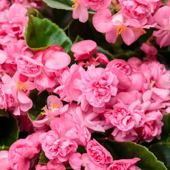 Begonia semperflorens 'Double Up™ Pink' 