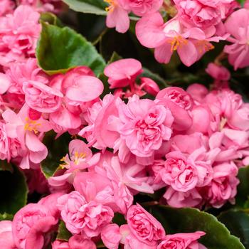 Begonia semperflorens 'Double Up™ Pink'