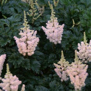 Astilbe crispa 'Lilliput' 