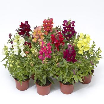 Antirrhinum Snaptini™ 'Mix'