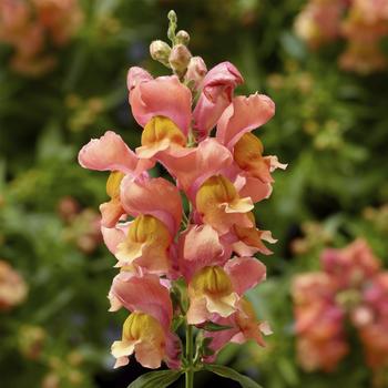 Antirrhinum Snaptini™ 'Peach'