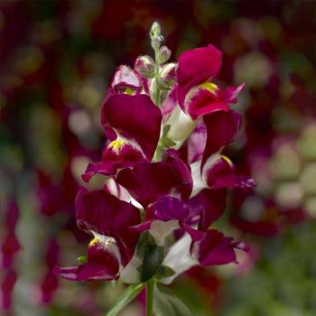 Antirrhinum 'Burgundy Bicolor' 