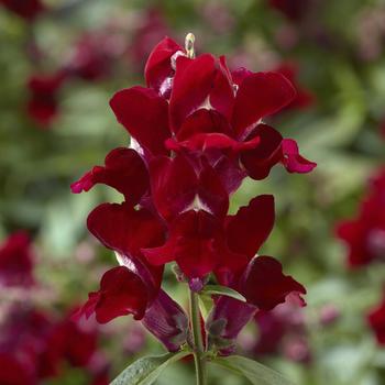 Antirrhinum 'Red' 