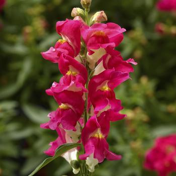 Antirrhinum Snaptini™ 'Rose Bicolor'