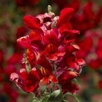 Antirrhinum Snaptini™ 'Scarlet'