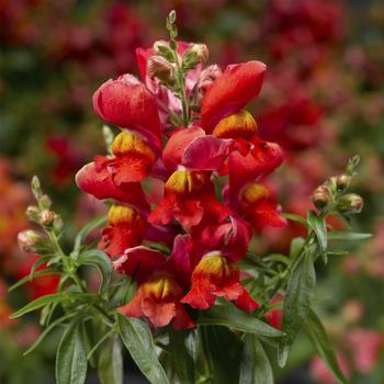 Antirrhinum Snaptini™ 'Sunglow'