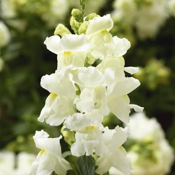 Antirrhinum Snaptini™ 'White'