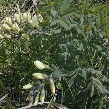 Baptisia bracteata