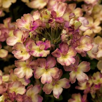 Verbena Lanai® 'Vintage'