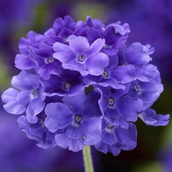 Verbena Lanai® Upright True Blue