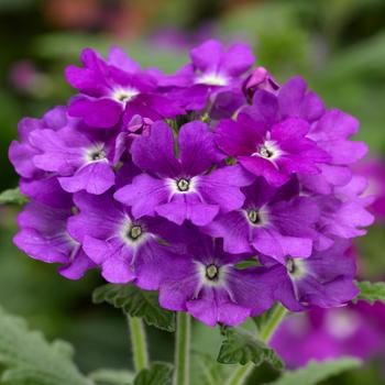 Verbena 'Purple' PPAF