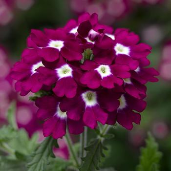 Verbena Lanai® Upright 'Merlot with Eye'