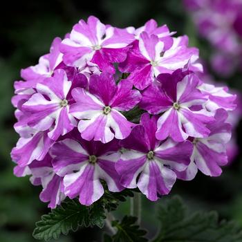 Verbena 