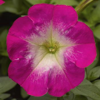 Petunia milliflora Picobella™ 'Rose Morn'