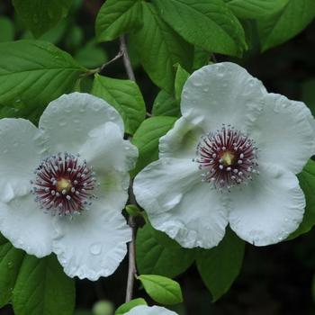 Stewartia malacodendron