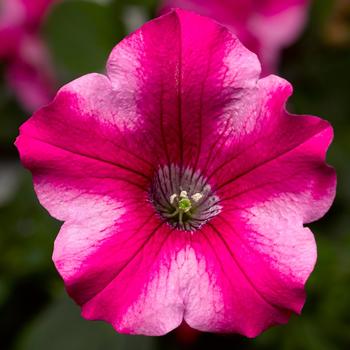Petunia 'Star Rose' 