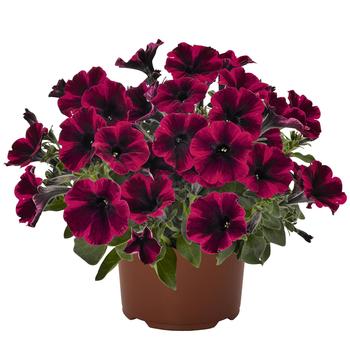 Petunia 'Suzie Storm' 