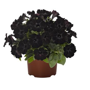 Petunia 'Black Satin' 