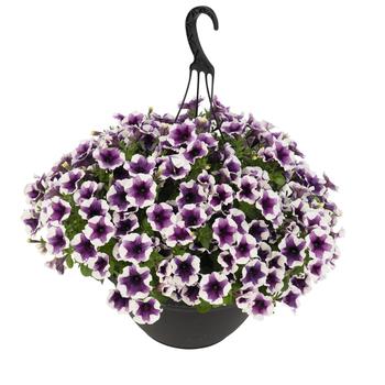 Petunia 'Purple Touch' 