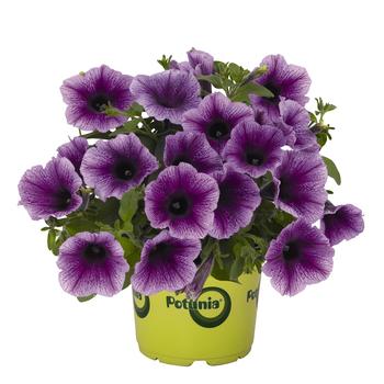 Petunia 'Potunia Plus Denim' 