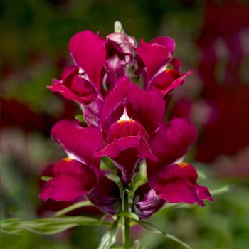 Antirrhinum 'Violet' 