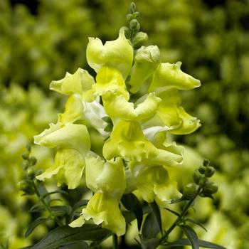 Antirrhinum 'Yellow' 