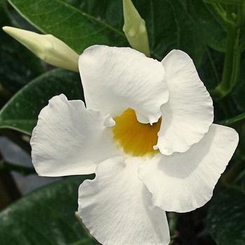 Mandevilla 'Bride's Cascade'