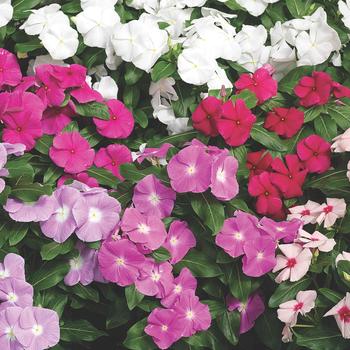 Catharanthus roseus Cora® XDR Mix