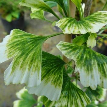 Ginkgo biloba 'Snow Cloud'