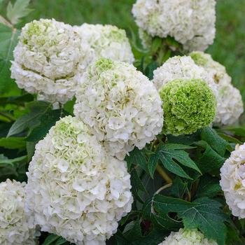 Hydrangea quercifolia 'Tara™'