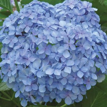 Hydrangea macrophylla 'Big Daddy'