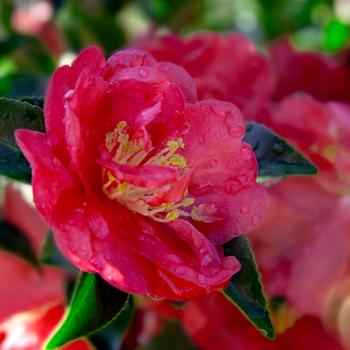 Camellia sasanqua 'Green 98-009' 