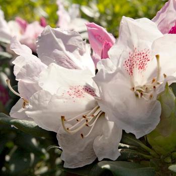 Rhododendron 'Elizabeth Ard' 