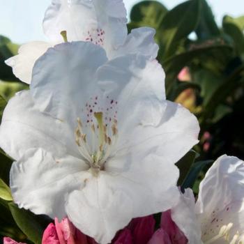 Rhododendron Southgate® 'Divine™'
