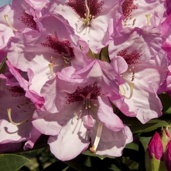 Rhododendron 'Elegance™' 