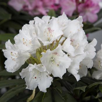 Rhododendron Southgate® 'Charm™'