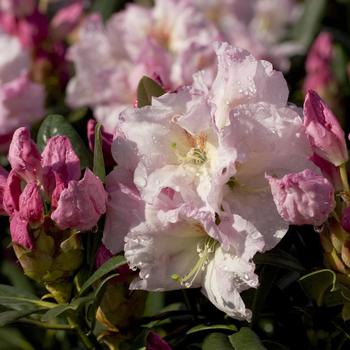 Rhododendron 'Breeze™' 