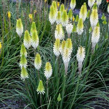 Kniphofia 'Lady Luck' PP32261