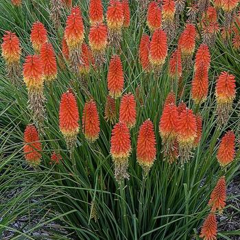 Kniphofia 'Joker's Wild' PP32263