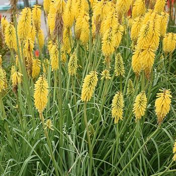 Kniphofia 'Gold Rush' 