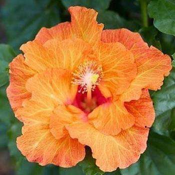 Hibiscus rosa-sinensis 'Best Friend™' 