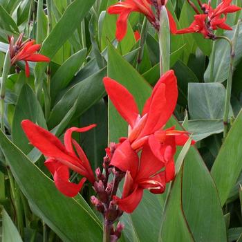 Canna x generalis 'Endeavor' 