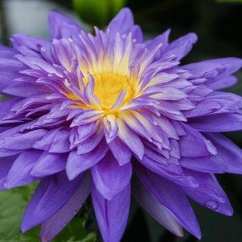 Nymphaea 'King of Siam' 