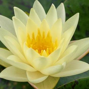 Nymphaea 'Texas Dawn' 