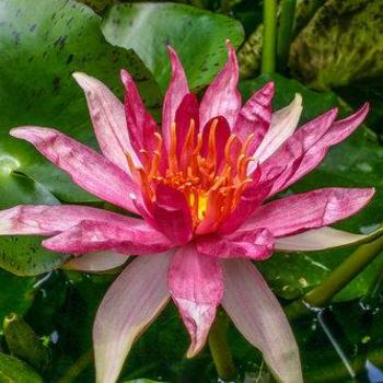 Nymphaea 'Red Spider' 