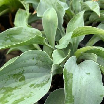 Hosta 'Slim & Trim' 