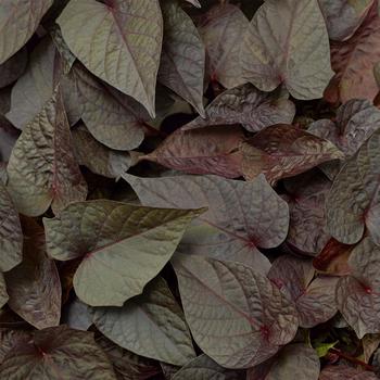 Ipomoea batatas Sidekick™ 'Black Heart'