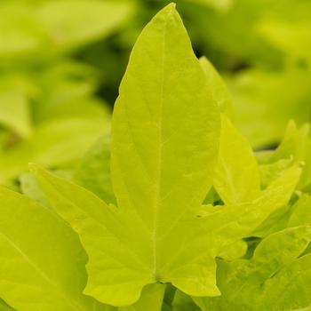 Ipomoea batatas 'Lime' 