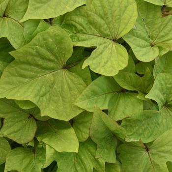 Ipomoea batatas 'Lime Heart' 