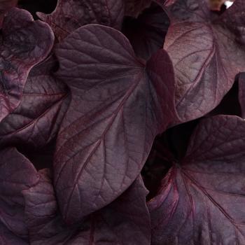 Ipomoea batatas 'Red Heart' 